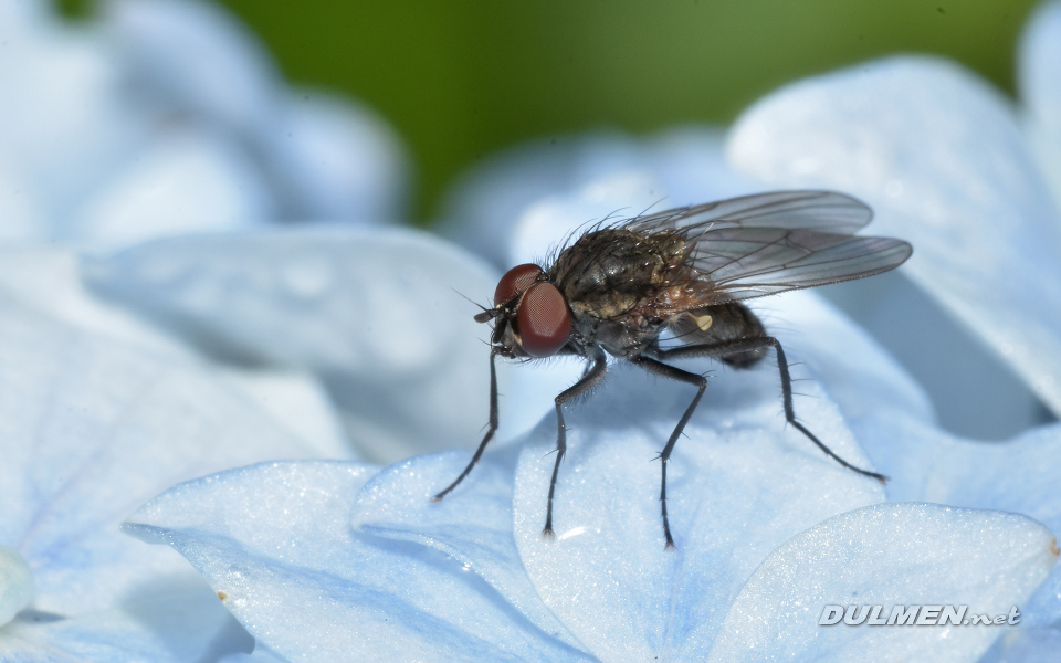 Small fly (5mm)